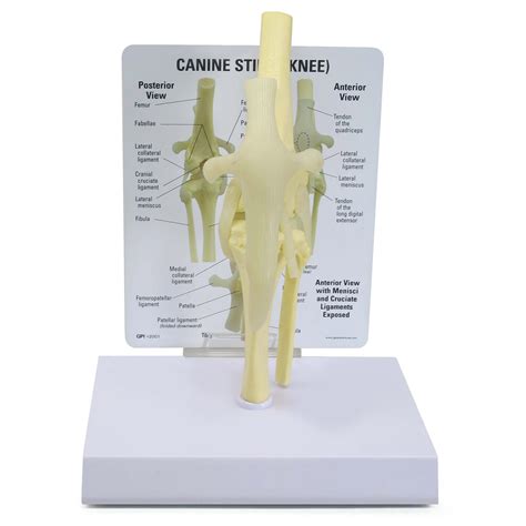 Anatomical Model Canine Knee