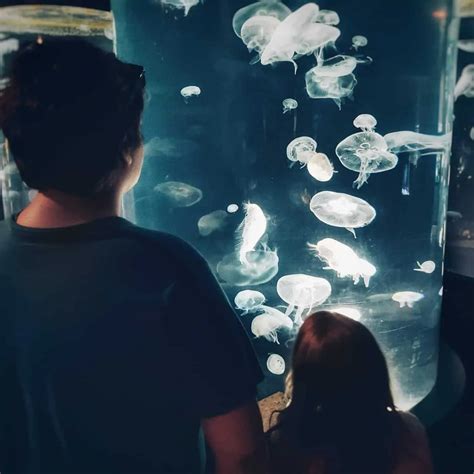 Tennessee State Aquarium Nashville Fun For Families