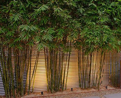 Add some style or a little privacy with garden screening from primrose. USE THE RIGHT BAMBOO. Bambusa textilis gracilis - Slender Weavers Bamboo-a non-invasive ...