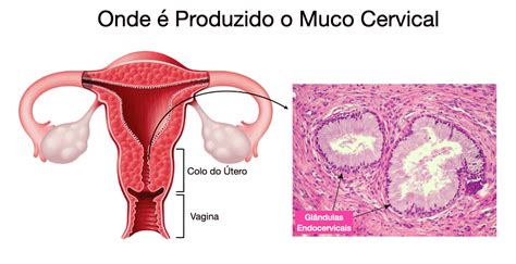 Muco Cervical Suas Varia Es E Como Identificar A Ovula O