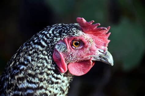 Free Picture Poultry Chicken Hen Nature Beak Feather Bird Animal