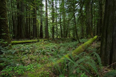 Oldgrowth Canadian Rainforest Stock By Leeorr Stock On Deviantart