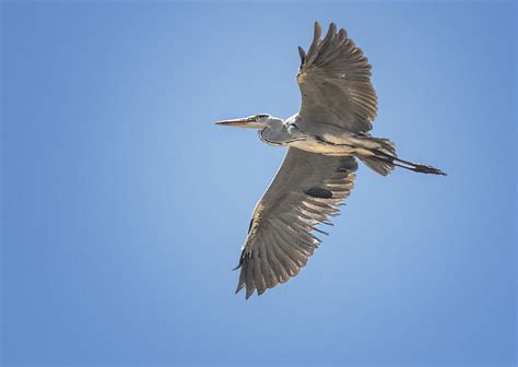 Grey Heron In Flight Blou Reier Photograph By Ronel Broderick