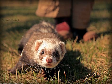 Cute Ferret Wallpaper 72 Images