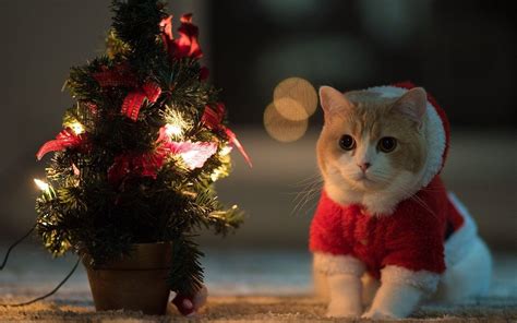 Cute Christmas Cat Desktop Wallpapers Top Free Cute Christmas Cat