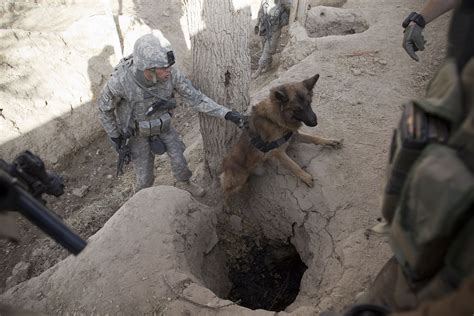 Dogs Of War The Bomb Sniffing K9s Still At Work In The Middle East