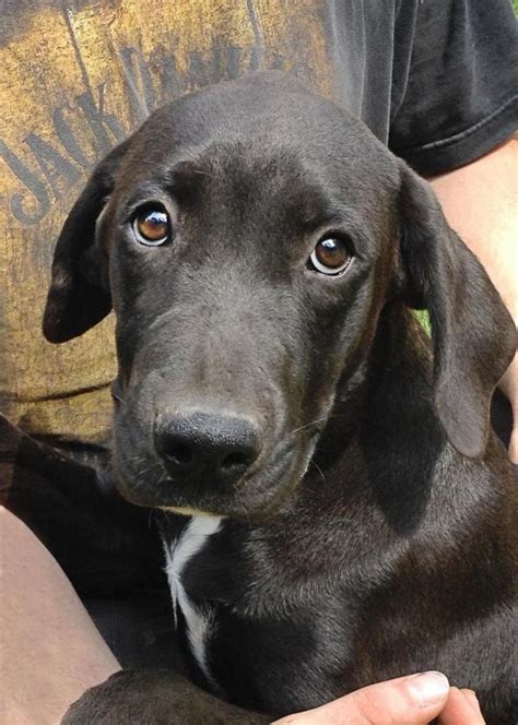 This intelligent, gentle giant may seem intimidating, but it's friendly with people and other dogs. 14 best Black Lab Great Dane Mix images on Pinterest | Black labrador, Black labs and Dane mix