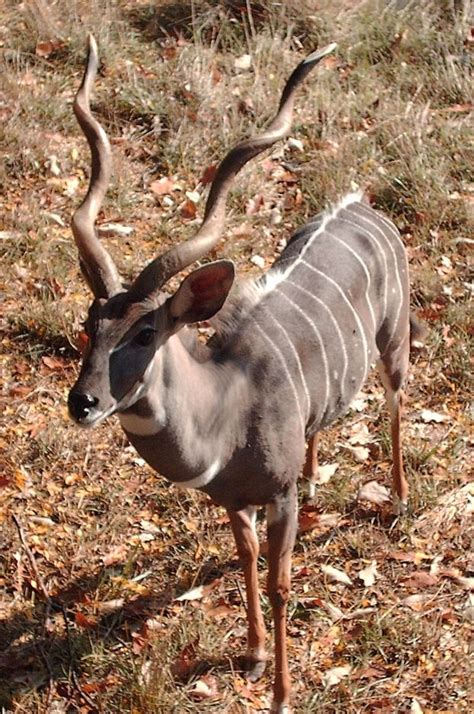 Keep reading and find out just how fascinating africa's wildlife really is! Lesser Kudu (With images) | Africa animals, Animals, Cute ...