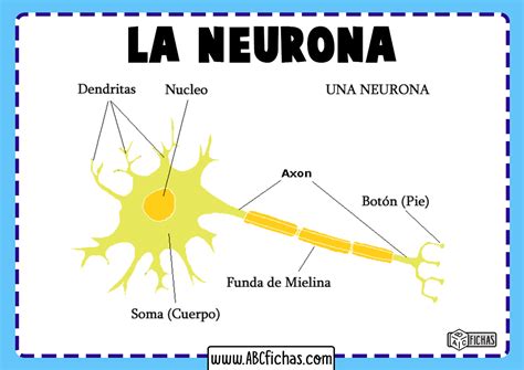 Partes De La Neurona Abc Fichas