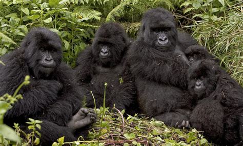 Gorilla Families In Bwindi Impenetrable National Park