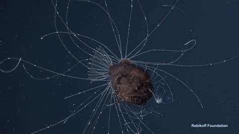 A Blind Date In The Deep Sea First Ever Observations Of A Living