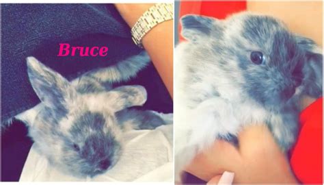 Kylie Jenner`s Pets She Does Have Only 4 Dogs For Now
