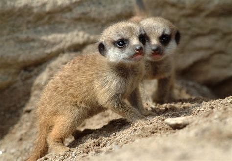 The Cutest Baby Meerkat Pictures Angelic Hugs