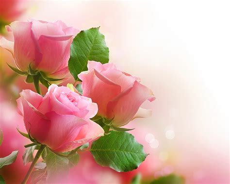 Fondos De Pantalla Rosas Rosa Color Follaje Flores Descargar Imagenes