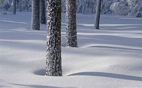 Tree Shadows On Snow Mac Wallpaper Download Allmacwallpaper