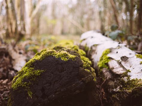 Free Images Tree Nature Forest Grass Rock Wilderness Branch