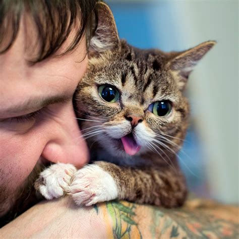 Lil Bub Cute Cats Funny Cats Tiny Kitten Best Friends For Life All