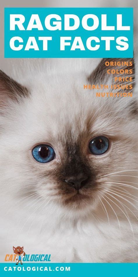 Learn Some Amazing Facts About Ragdoll Cats And Kittens Where Do