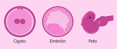 Cigoto Embrión Y Feto ¿cuál Es La Diferencia