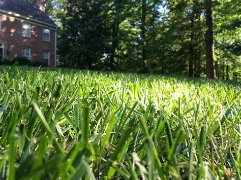 Green And Clean Lawn Care Lawn Care Mowing Service