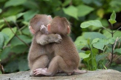 Monkey Love Cute Animals Animal Hugs Cute Baby Animals