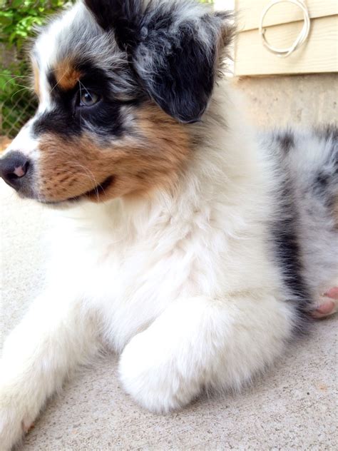 Louie The Australian Shepherd Puppy Hes A Blue Merle If Youre