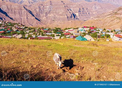 The Cow Is Grazing In The Meadow Stock Image Image Of Livestock Blue