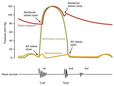 The Cardiac Cycle Pressures In The Heart TeachMePhysiology