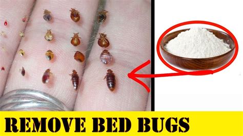 How To Remove Bed Bugs With Baking Soda At Home Youtube