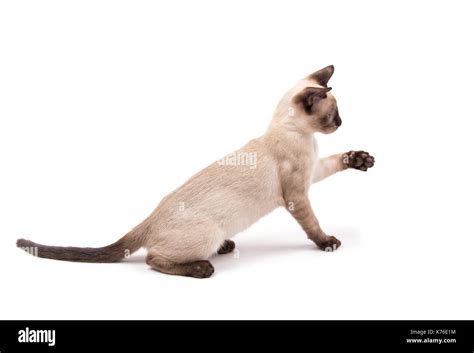 Side View Of A Cute Siamese Kitten Sitting With His Paw Up About To
