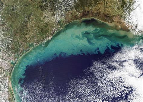 Hypoxia In The Gulf Of Mexico And Chesapeake Bay Ciglr