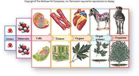 Living Things Are Organized Into Levels Of Biological Organization