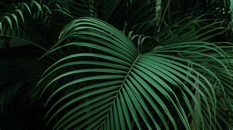 Скачать 3840x2160 пальма листья зеленый темный обои картинки 4k uhd