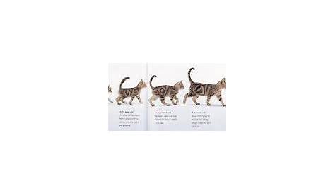 Cat growth and development chart | Cat ages, Kitten growth chart