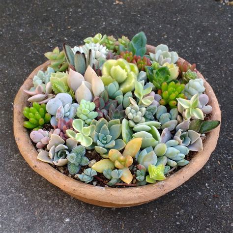 Mini Succulents Mix 10 Cuttings