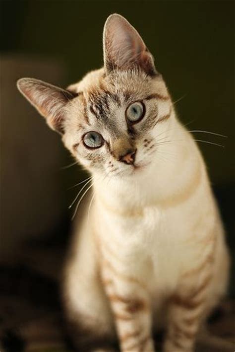 What Does A Seal Point Siamese Cat Look Like British Shorthair