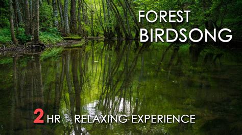 Forest Birdsong Relaxing Nature Sounds Birds Chirping Realtime