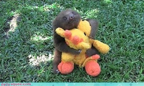 Baby Sloth Cuddling Cute Baby Sloths Sloth Stuffed Animal Baby Sloth