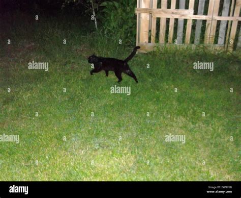 Black Adorable Cat At Night Stock Photo Alamy