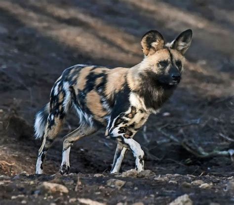 African Painted Dogs In 2023 African Wild Dog Animals Wild Rare Animals