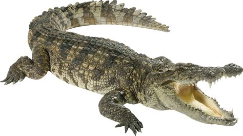 Crocodile Png