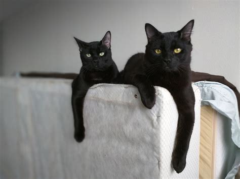 My Two Black Cats Have Two Very Different Personalities Raww