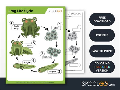 Frog Life Cycle Free Worksheet Skoolgo Science Worksheets