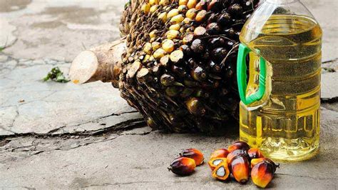 palm oil labelling food and drink choice