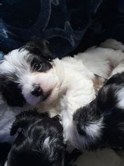 Rescues are also welcome to post their dogs for adoption. View Ad: Havanese-Poodle (Toy) Mix Litter of Puppies for Sale near Oregon, PORTLAND, USA. ADN-11150