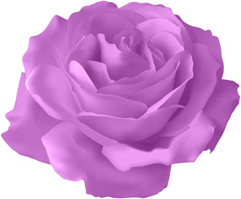 purple roses clipart 10 free cliparts download images on clipground 2020