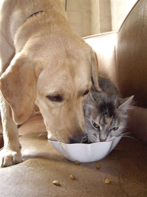 That could be valuable cats and dogs. Can Dogs Eat Cat Food? How to Stop Dog From Eating Cat Food?