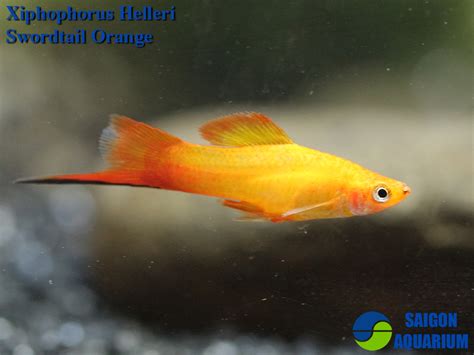 Yellow Swordtail Ar