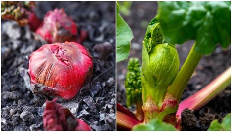 How To Grow Rhubarb The Perennial That Produces For Decades