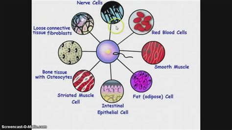 Levels Of Organization And Cell Differentiation Youtube